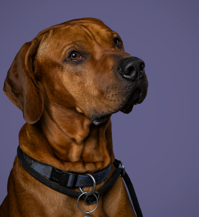 Ridgeback dog, Obi